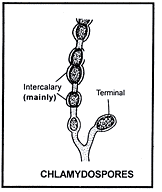 Mucor and Rhizopus - Class 11 PDF Download