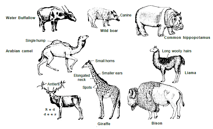 Complex Animals Chordata - Biology for Class 9 PDF Download