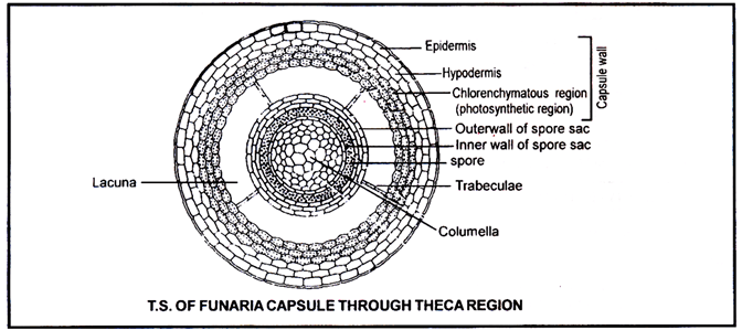 Funaria - Class 11 PDF Download