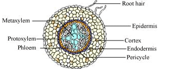 NCERT Solutions: Anatomy of Flowering Plants | NCERTs at Fingertips: Textbooks, Tests & Solutions - NEET
