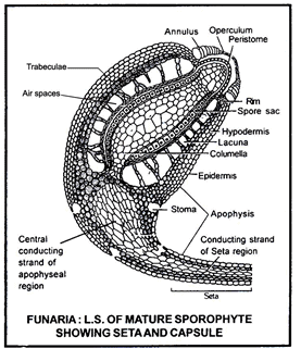 Funaria - Class 11 PDF Download