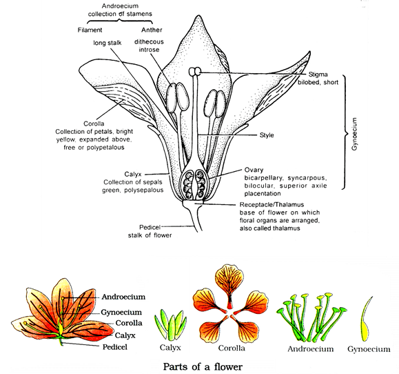 Morphology Of Flowering Plants, Chapter Notes, Class 11, Biology PDF