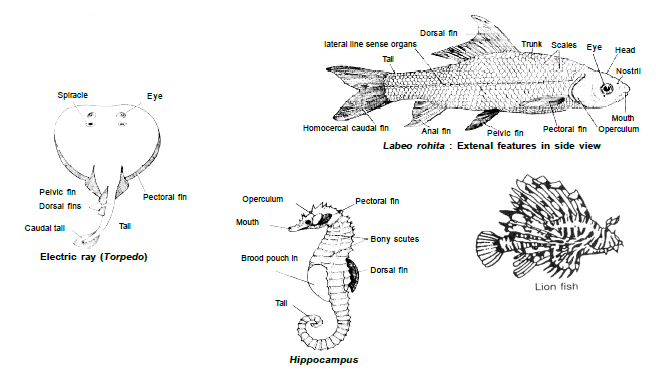 Complex Animals Chordata - Biology for Class 9 PDF Download