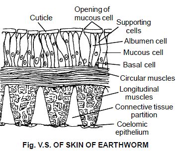 Earthworm, Chapter Notes, Class 11, Biology PDF Download