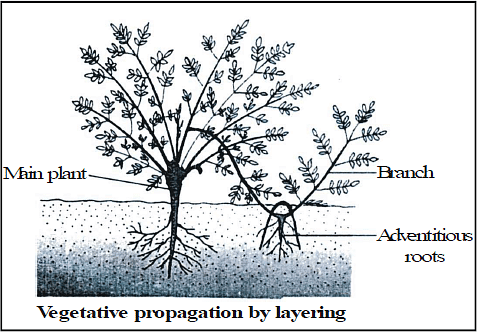 Vegetative Reproduction & Reproduction in Flowering Plants Notes | Study Science Class 10 - Class 10