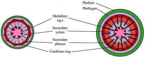 Primary and Secondary Angiosperm