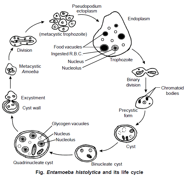 Entamoeba, Chapter Notes, Class 11, Biology PDF Download