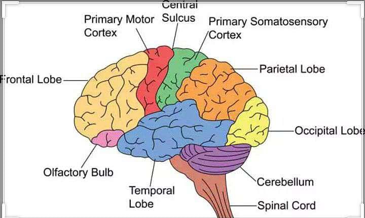 Our conductor:BRAIN - Class 10 PDF Download