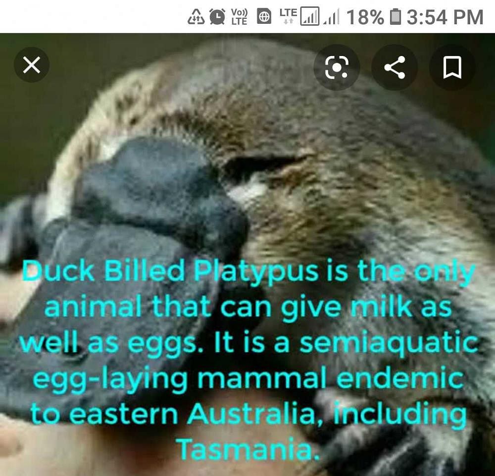 Name the Animal which lay eggs and give milk also? | EduRev UPSC Question