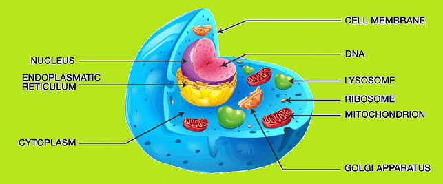 Cell: Structure and Functions - SSC CGL Tier 2 - Study Material, Online ...