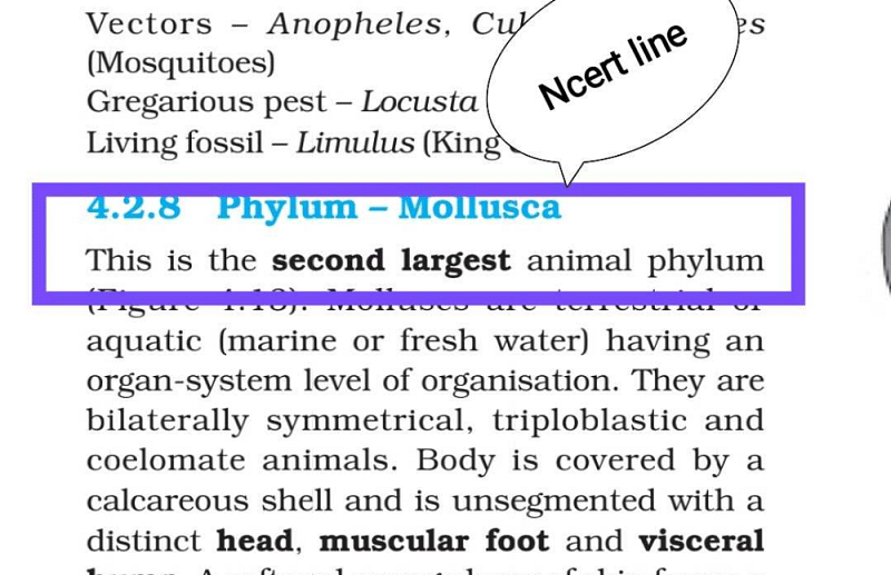 Which is the second largest phylum?a)Phylum Molluscab)Phylum Arthropodac) Phylum Annelidad)Phylum EchinodermataCorrect answer is option 'A'. Can you  explain this answer? | EduRev NEET Question