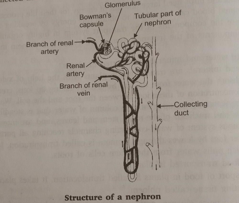 Briefly describe the structure and functions of the nephron with a neat  labelled diagram.