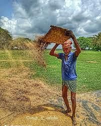 Mo Odisha - • WINNOWING is a farming method developed by ancient people for  separating grain from chaff. It is also used to remove weevils or other  pests from stored grain. Threshing,