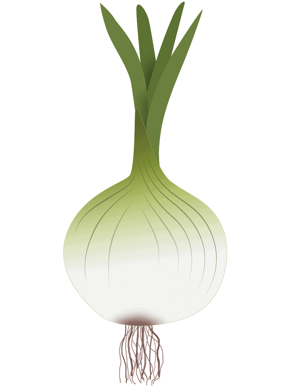 Onion Drawing Of Vegetables - Free image on Pixabay