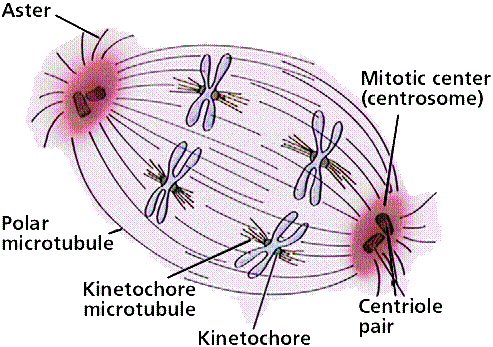 Which one of the organelle's is responsible for the formation of aster in  cell division ?