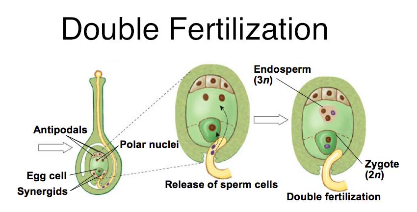 What is double fertilization? Describe the process in brief.