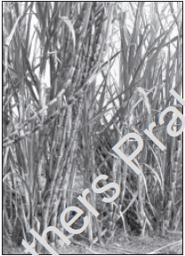 Long Answer Questions: Agriculture | Social Studies (SST) Class 10