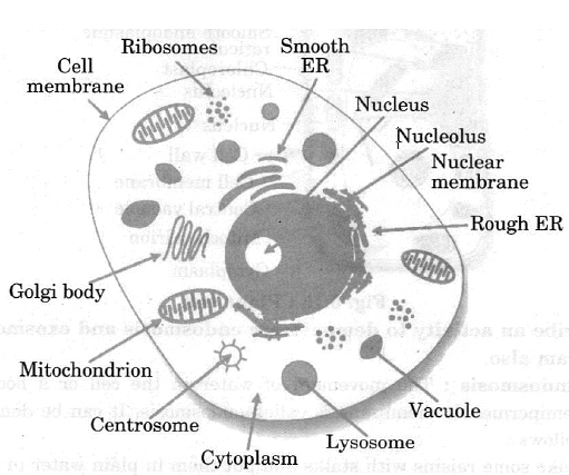 Class 9 Science Chapter 5 Question Answers - The Fundamental Unit of Life