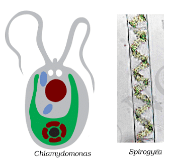 NCERT Summary: Microorganisms - Friend & Foe Notes | Study Science Class 8 - Class 8