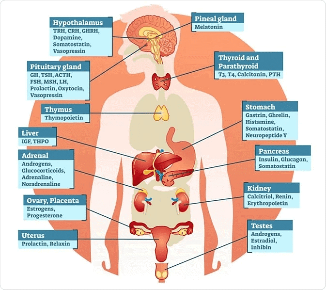 Various Hormones released by Endocrine Glands