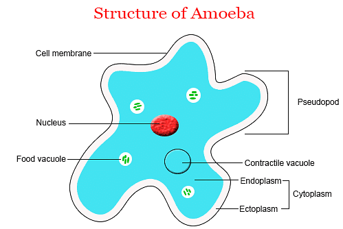 Nutrition in Amoeba | Science Class 10