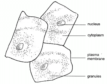 Human Cheek Cells