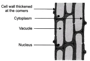 Lab Manual: Plant and Animal Tissues - Lab Manuals for Class 9 PDF Download