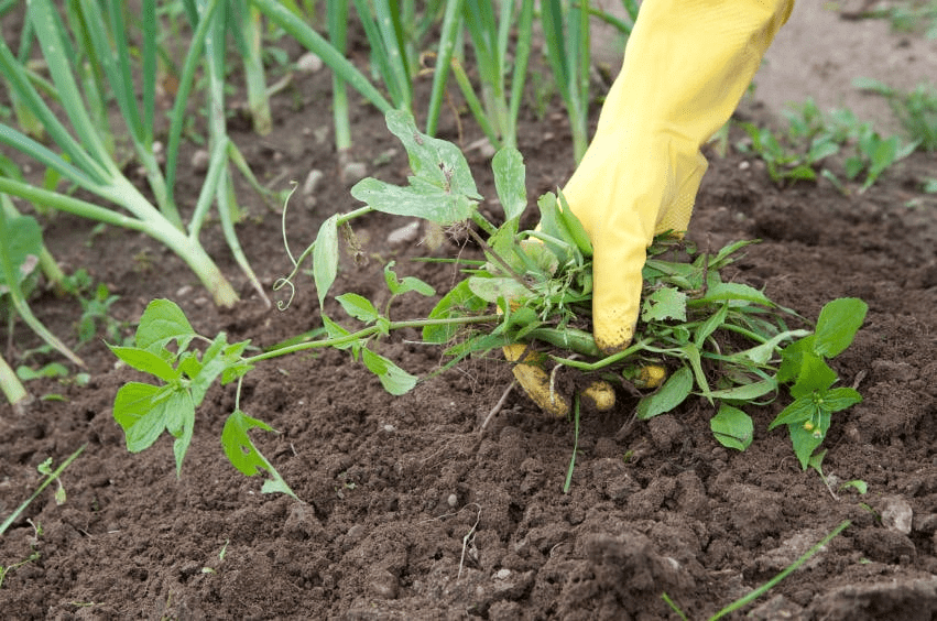 Removal of Weeds