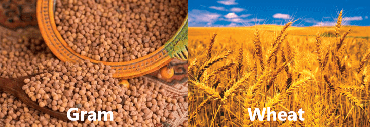 NCERT Solutions - Crop Production & Management - Notes | Study Science Class 8 - Class 8