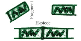NCERT Summary: How do Organisms Reproduce Notes | Study Science Class 10 - Class 10