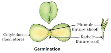 NCERT Summary: How do Organisms Reproduce Notes | Study Science Class 10 - Class 10