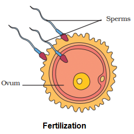 NCERT Summary: Reproduction in Animals | Science Class 8