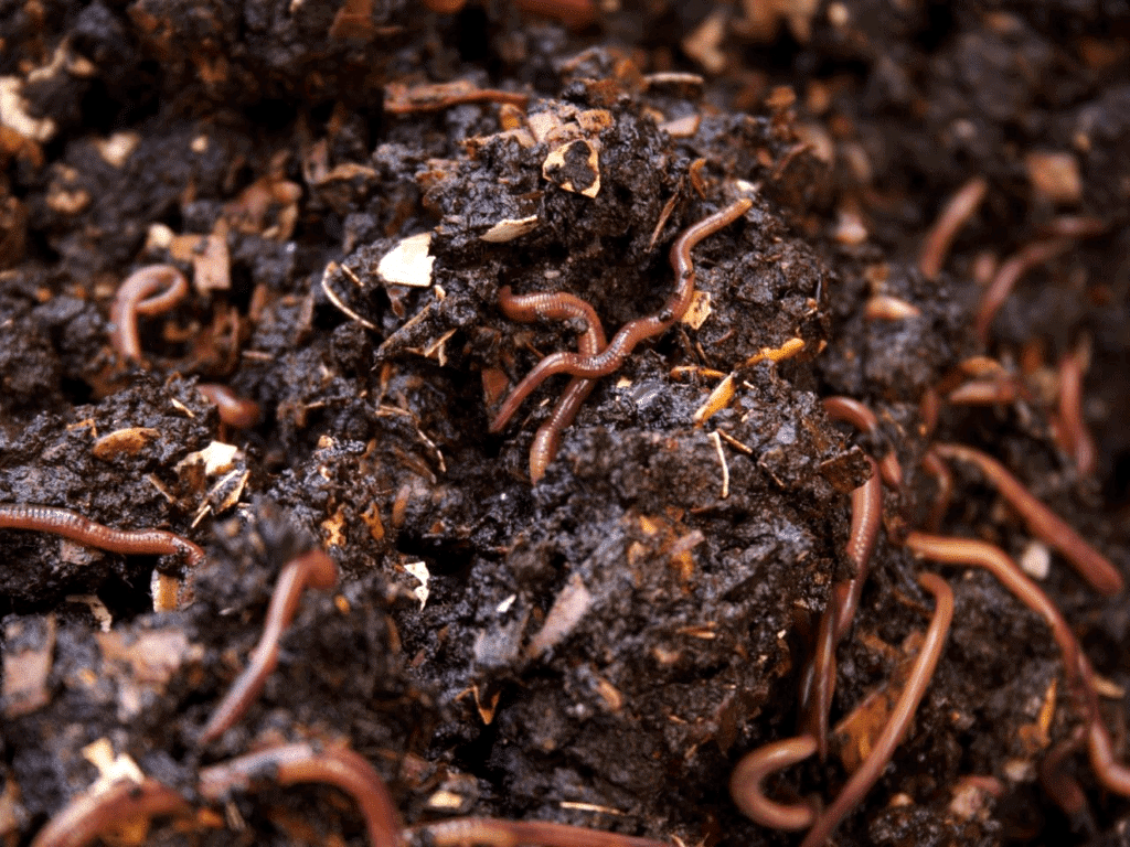 Vermi-Compost