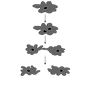 NCERT Summary: How do Organisms Reproduce Notes | Study Science Class 10 - Class 10