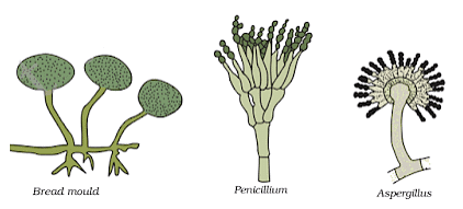NCERT Summary: Microorganisms - Friend & Foe Notes | Study Science Class 8 - Class 8