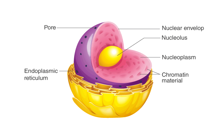 Ncert Exemplar: The Fundamental Unit Of Life - Science Class 9 Pdf Download