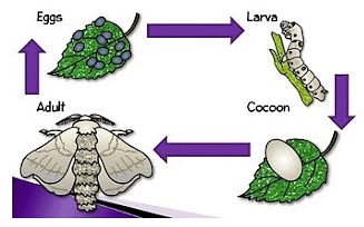 NCERT Summary: Reproduction in Animals | Science Class 8