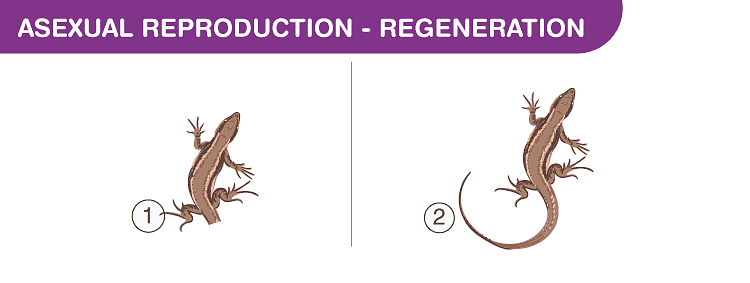 Modes of Reproduction | Science Class 10