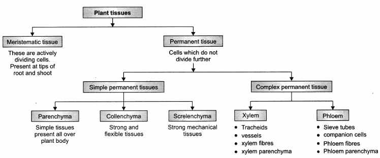 Lab Manual: Plant and Animal Tissues - Notes | Study Lab Manuals for Class 9 - Class 9 Lab Manual: Plant and Animal Tissues - Notes | Study Lab Manuals for Class 9 - Class 9