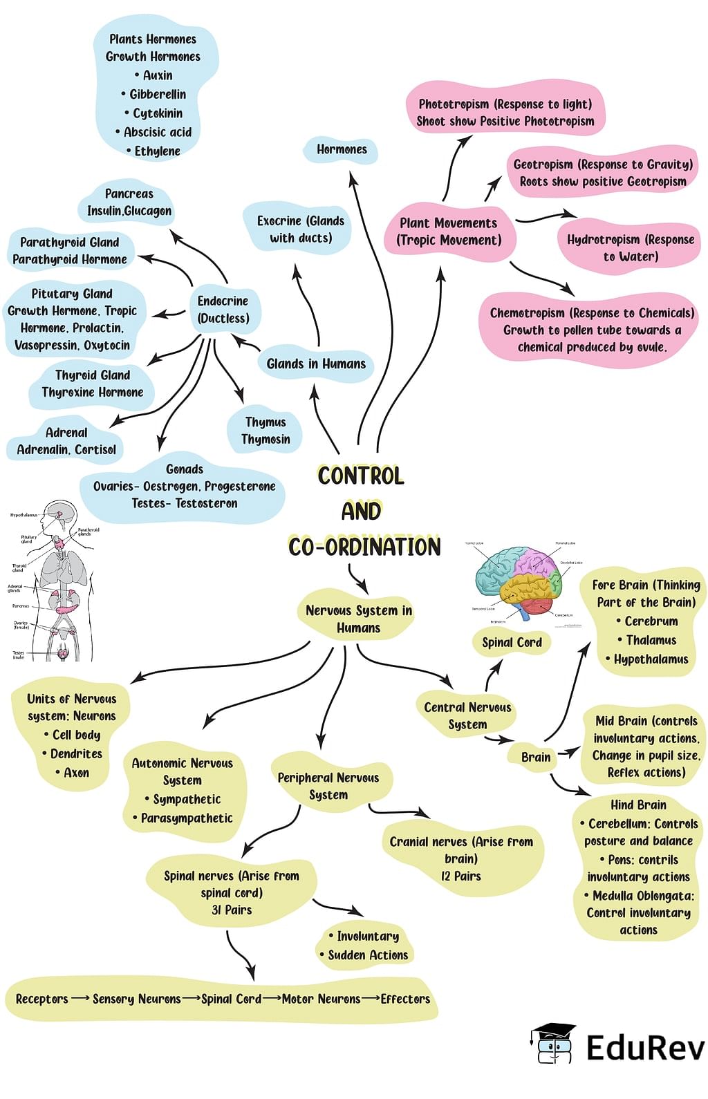 Mindmap: Control & Coordination | Science Class 10