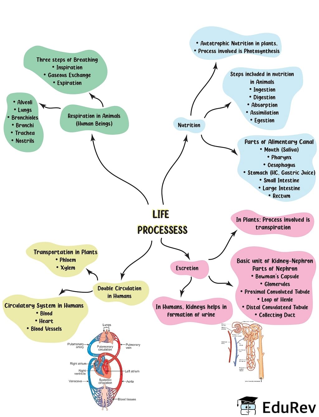 Mindmap: Life Processes | Science Class 10