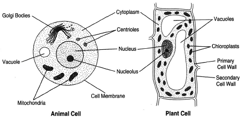 NCERT Solutions - Cell Structure & Functions Notes | Study Science Class 8 - Class 8