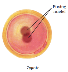 NCERT Summary: Reproduction in Animals | Science Class 8