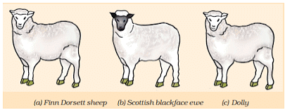 NCERT Summary: Reproduction in Animals | Science Class 8