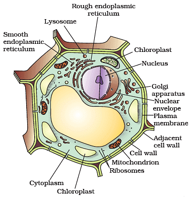 Important Diagrams: The Fundamental Unit of Life - Science Class 9 PDF ...