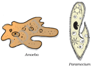 Microorganisms - Friend and Foe Summary Class 8 NCERT Summary