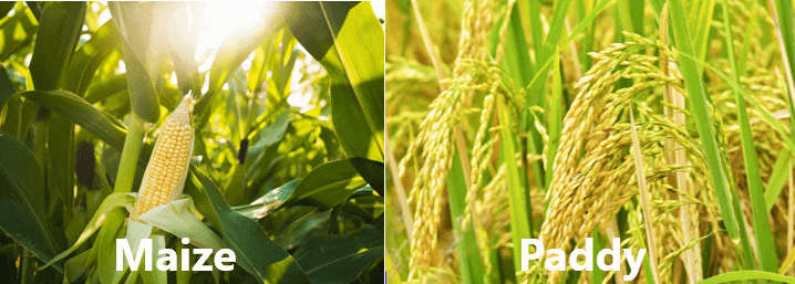 NCERT Solutions - Crop Production & Management - Notes | Study Science Class 8 - Class 8