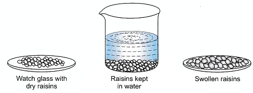 Lab Manual: Osmosis in Raisins | Extra Documents & Tests for Class 9