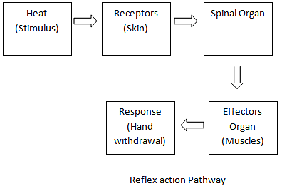 Chapter Notes: Control & Coordination