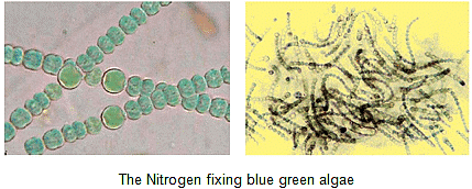 NCERT Summary: Microorganisms - Friend & Foe Notes | Study Science Class 8 - Class 8